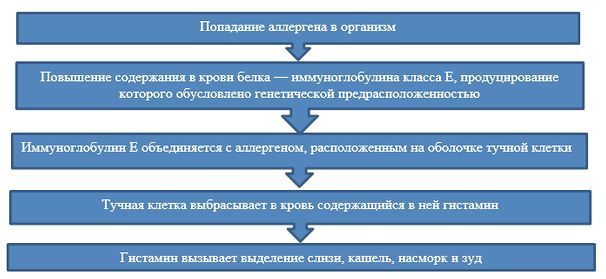 Механизм действия аллергической реакции