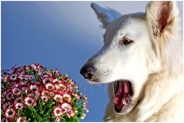 Иммунитет собак склонен к проявлению аллергических реакций