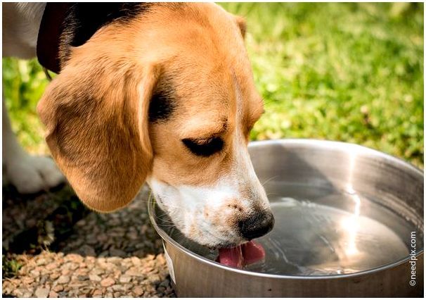 У собаки обязательно должна быть чистая вода