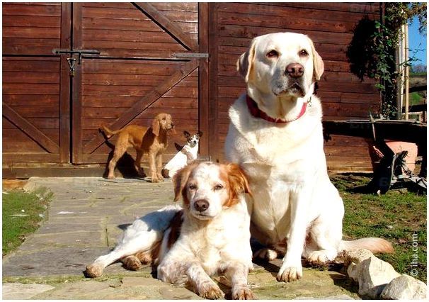 Спокойные собаки для содержания в загородном доме