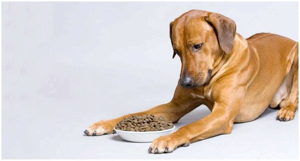 Таблица кормления сухого корма для собак