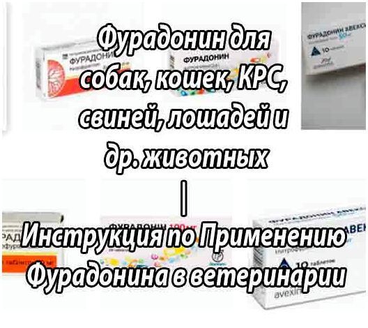 Фурадонин можно кошкам. Фурадонин для собак. Фурадонин собаке дозировка. Фурадонин для кошек.