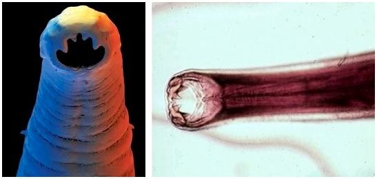 Плоские глисты у собак фото с названиями