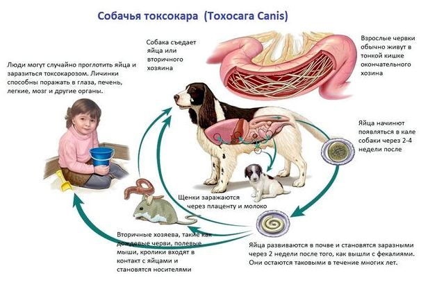 Пути заражения токсокарой у собак и щенят