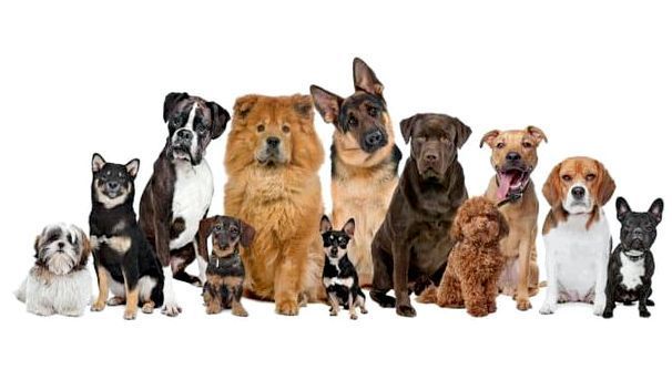 Породы собак относящихся к одному виду thumbnail
