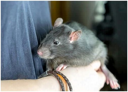 Как бы вы хотели иметь домашнюю крысу?