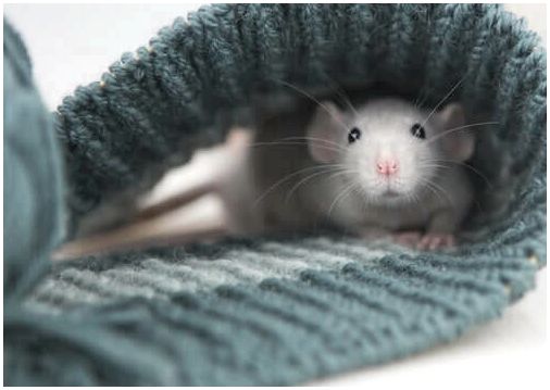Домашняя крыса внутри свитера.