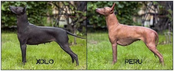 Две породы лысых собак: мексиканская и перуанская