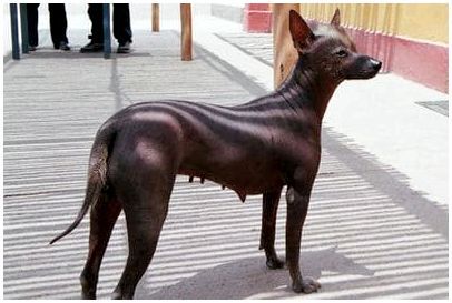 Перуанская лысая собака
