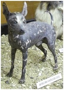 Редкая лысая порода: африканская голая собака