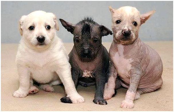 Щенки мексиканской собаки ксоло: лысые и пуховые 