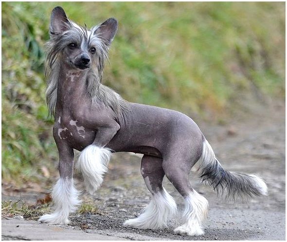 Китайская голая собака с хохолком