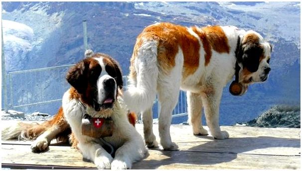 Порода больших собак спасателей