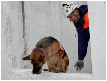 Породы собак которые спасут жизнь
