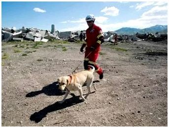 Какая собака спасатель в горах