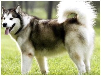 Как называется порода собак которые похожи на хаски
