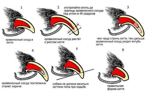 Схема стрижки когтей у собаки