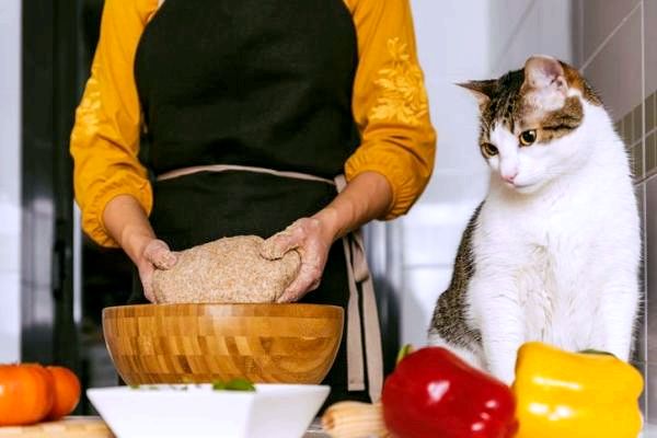 Как приготовить курицу для кошек