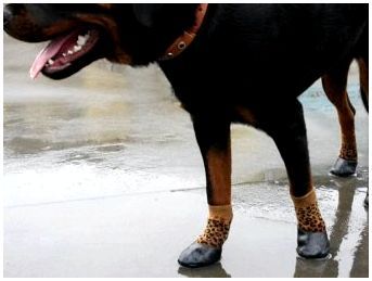 Какая есть обувь для собак