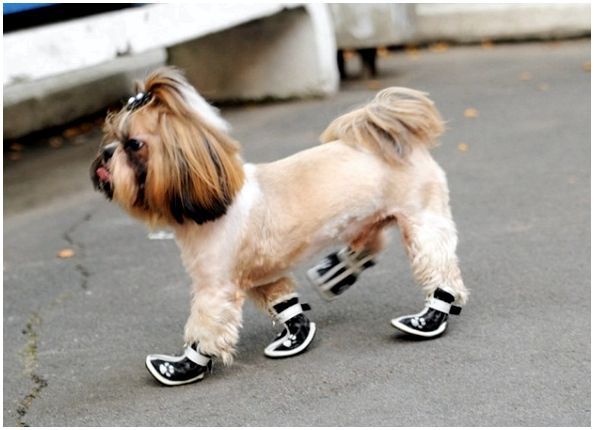 Обувь для собак мелких пород размер