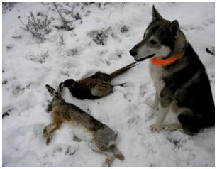 Охота на зайца с собакой