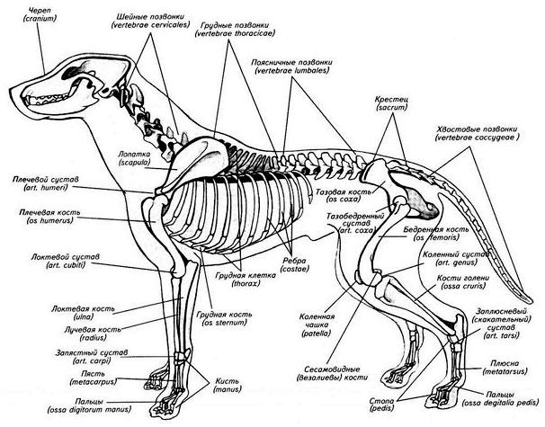 скелет собаки описание