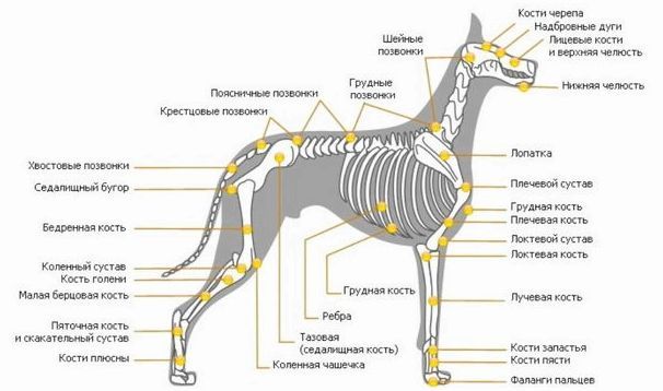 описание скелета собаки