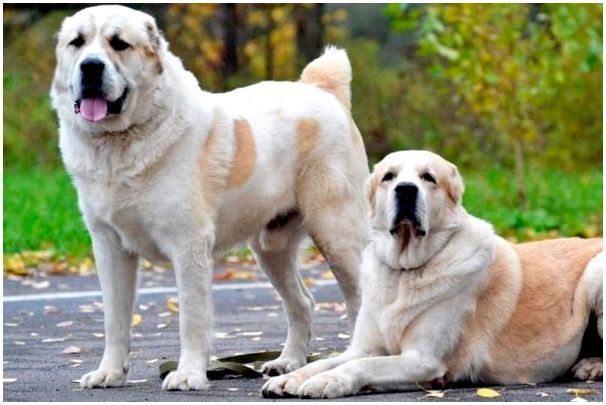 Каким породам собак купируют уши и хвосты собакам