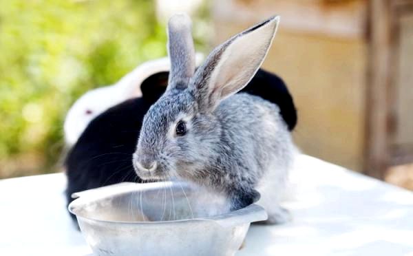 Кролики пьют воду?