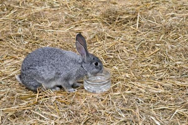 Кролики пьют воду? - Кролик не пьет из бутылки с водой
