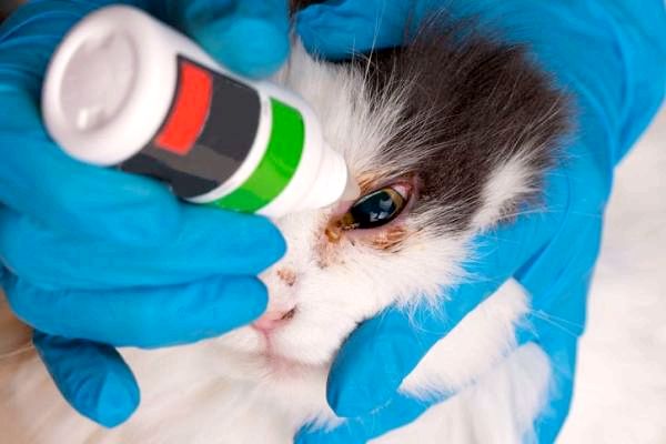 Лечение кошачьего глаза