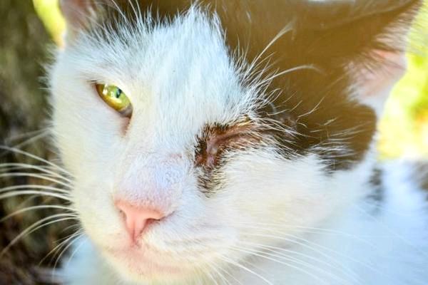 Лечение кошачьего глаза: симптомы кошачьего глаза