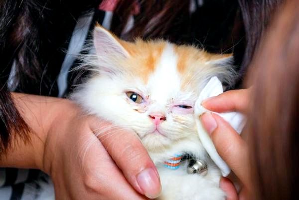 Лечение кошачьих глазных инфекций: как очистить инфицированные глаза котенка или взрослой кошки