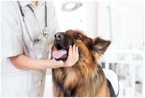 Ветеринар смотрит внутрь собаки в рот.