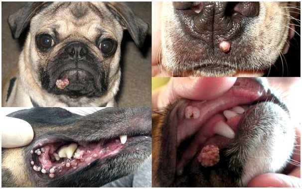 Оральные папилломы у собак причины, диагностика, лечение