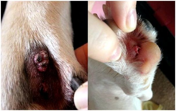 Папилломы на лапах у собак причины и лечение
