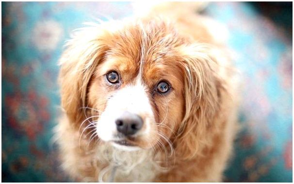 Виды папиллом у собак и их лечение