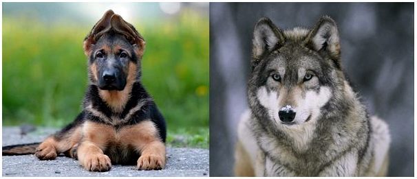 Чехословацкая волчья собака — потомок волка и овчарки