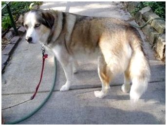 Порода собак ротвейлер с лабрадором