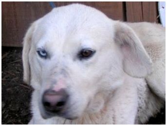 Порода собак ротвейлер с лабрадором
