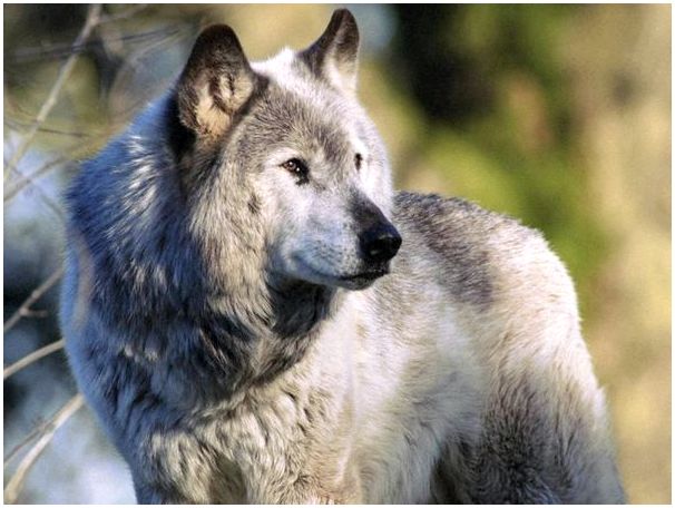 Чешский волчак больше похож на волка