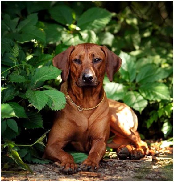 Древняя самобытная порода - Родезийский риджбек (Африканская львиная собака)