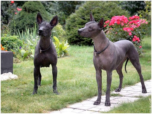 Ксолоитцкуинтли: Ацтекская селекция привела к появлению собак, что неотличимы от статуй