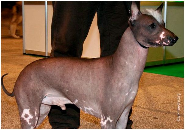 Перуанская голая собака (Ксолоитцкуинтли)
