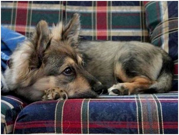 10 гибридов собак, полученных в результате сумасшедших скрещиваний