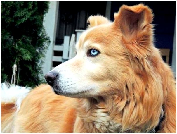 10 гибридов собак, полученных в результате сумасшедших скрещиваний