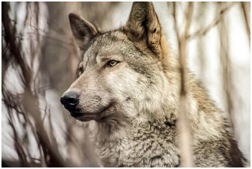 Собаки и волки: различия и сходства