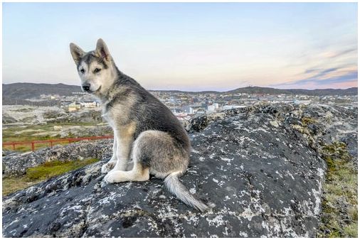 Северный инуитский волк сидит на скале.
