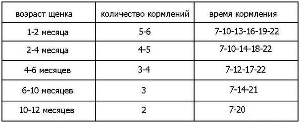 Через какое время нужно гулять с собакой после еды