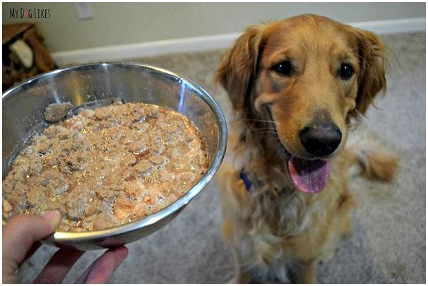 Как часто кормить собаку